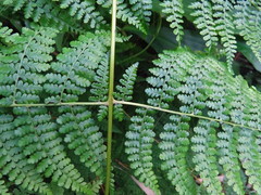 Dennstaedtia scandens
