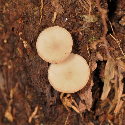 Tatraea macrospora