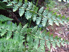 Dennstaedtia scandens
