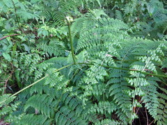 Dennstaedtia scandens