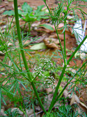 Cyclospermum leptophyllum image