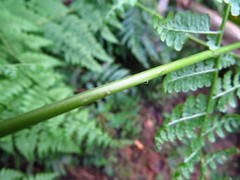 Dennstaedtia scandens