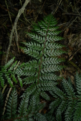 Polystichum silvaticum