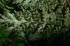 Polystichum silvaticum