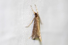 Carectocultus perstrialis