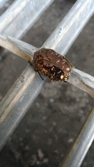 Protaetia orientalis sakaii