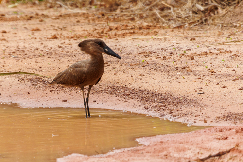 Hamerkop