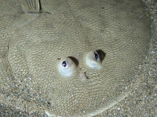 Common sole (Peltorhamphus novaezeelandiae) — Pleuronectidae — 2