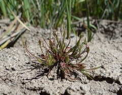 Juncus amuricus