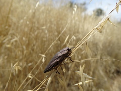 Insecta