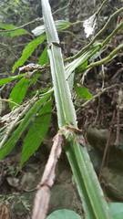 Cissus pteroclada