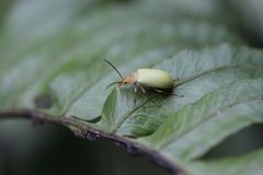 Cistelomorpha nigripilis