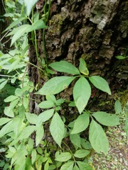 Solanum appendiculatum