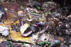 Metopograpsus