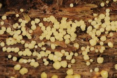 Trichoderma chromospermum