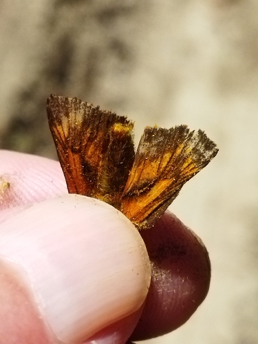 Large skipper