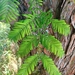 Metasequoia glyptostroboides - Photo (c) sylwiam, osa oikeuksista pidätetään (CC BY-NC), lähettänyt sylwiam