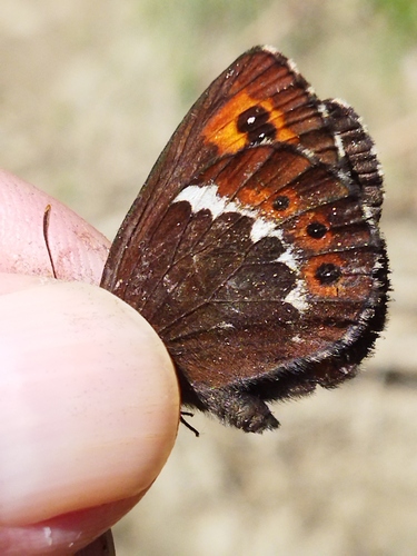 Arran Brown, Rodopi Municipality, Bulgaria, photo 9 of 10