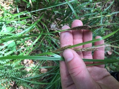Carex ochrosaccus