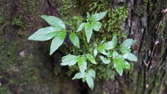 Solanum appendiculatum