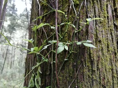 Solanum appendiculatum