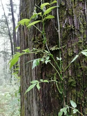 Solanum appendiculatum