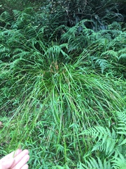 Carex ochrosaccus
