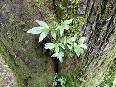 Solanum appendiculatum