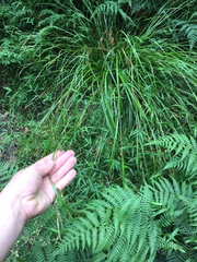 Carex ochrosaccus