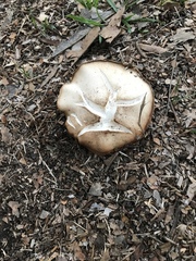 Clitocybe brunneocephala