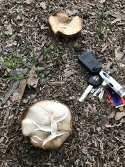 Clitocybe brunneocephala