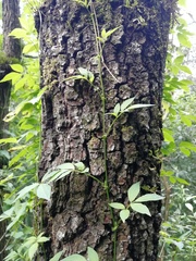 Solanum appendiculatum