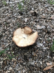 Clitocybe brunneocephala