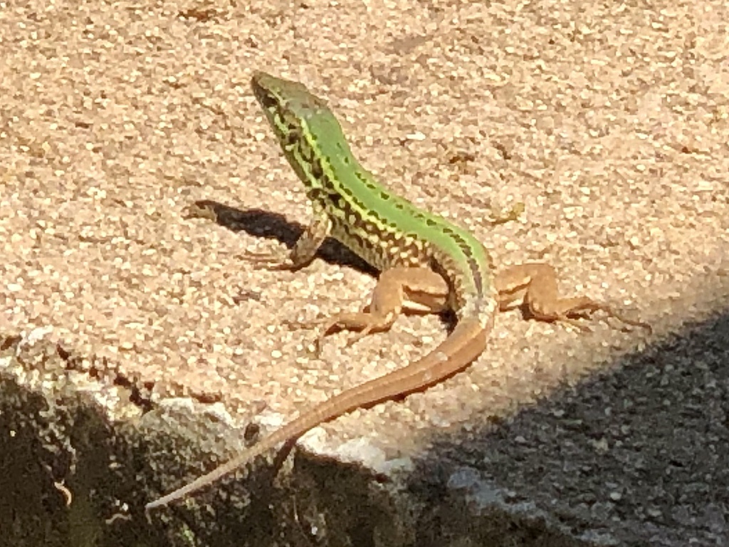 Italian Wall Lizard From Zna Ajni Krajobraz Rovinjski Otoci I Priobalno   Large 