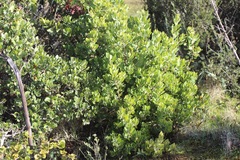 Arctostaphylos crustacea