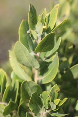 Arctostaphylos crustacea