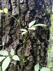 Solanum appendiculatum