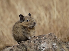 Octodon degus