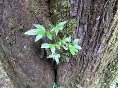 Solanum appendiculatum