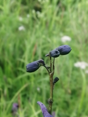 Delphinium crassifolium, photograph Roman A. Lagazyuk (Роман А. Лагазюк), CC BY, iNaturalist via GBIF