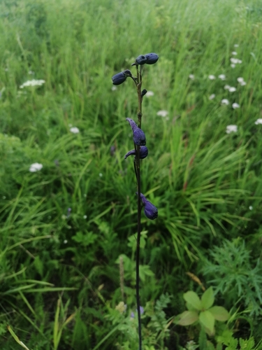 Delphinium crassifolium, photograph 5