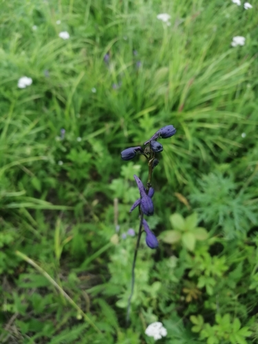 Delphinium crassifolium, photograph 6