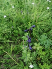 Delphinium crassifolium, photograph Roman A. Lagazyuk (Роман А. Лагазюк), CC BY, iNaturalist via GBIF