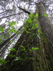 Solanum appendiculatum