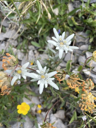 Leontopodium nivale