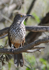 Toxostoma cinereum