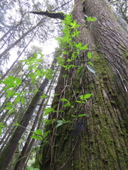 Solanum appendiculatum