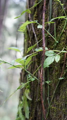 Solanum appendiculatum