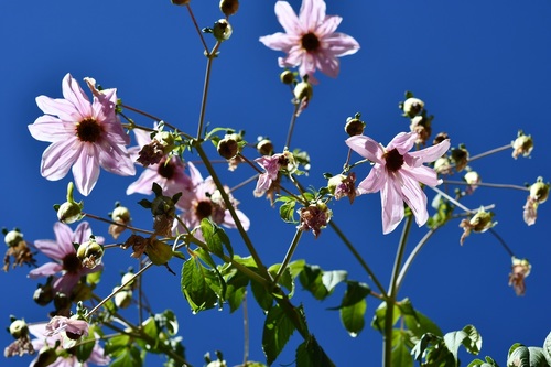 Tree Dahlia