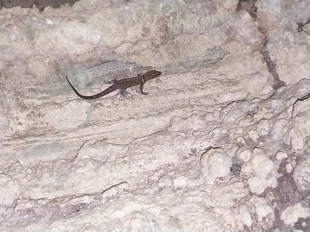 Brilliant South American Gecko from Lopinot Cave on July 16, 2023 at 01 ...